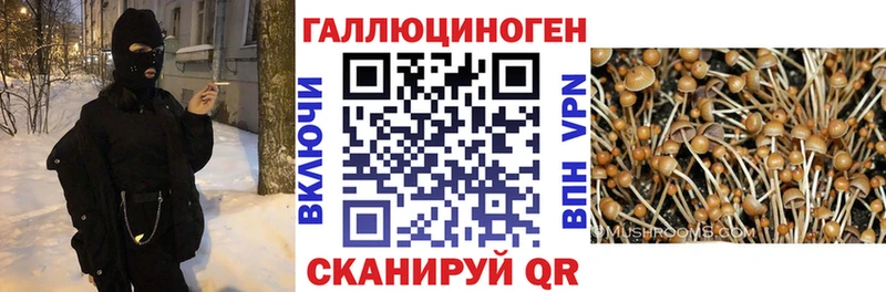 цены   Бакал  Галлюциногенные грибы GOLDEN TEACHER 
